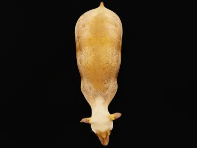 Young Chinese Muntjac Deer 3D model