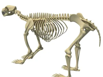 Anatomical Bear Skeleton 3D model