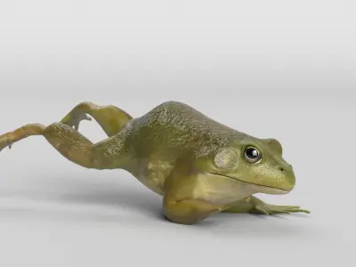 Bullfrog Animated 3D model