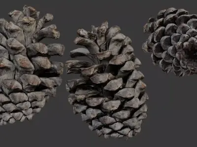Pine Cone 3D Scan Low-poly 3D model