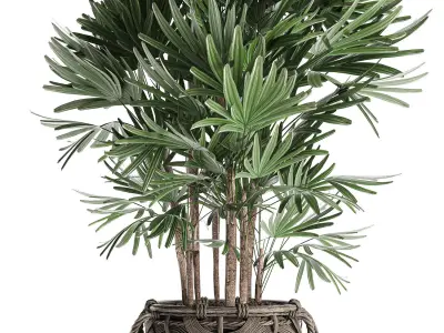 Palm tree Rhapis for the interior in basket 665 3D model