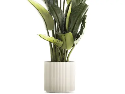 Beautiful Strelitzia and Ravenala plant in a flower pot 1328 3D model