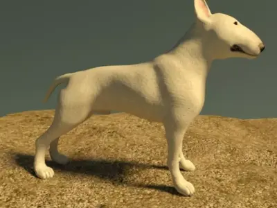 Bull Terrier 3D model