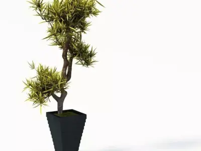 Plant In Black Planter 3D model