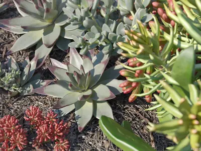 Maxtree Plant Models Vol 14 - Mesh 3D model