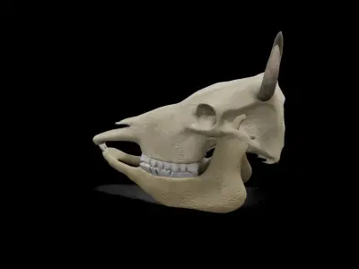 Cow low poly game ready  3D model Low-poly 3D model