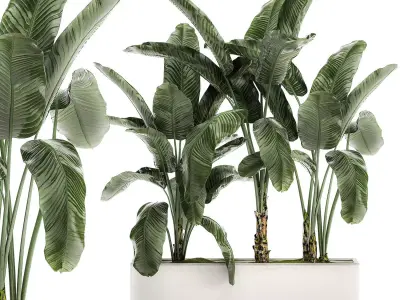 Banana in a white flowerpot for decor and interior design 512 3D model