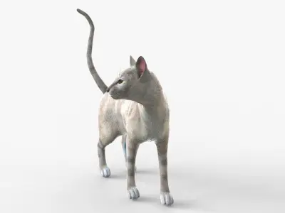 White Cat Sphynx Rigged for Cinema 4D 3D Model Low-poly 3D model