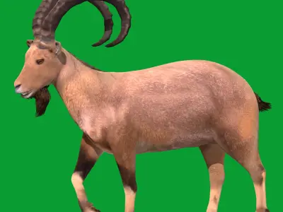 Nubian Ibex Goat Low-poly 3D model
