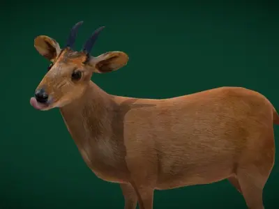 Duiker Brown Antelope Animal Low-poly 3D model