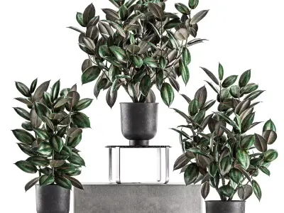 Ficus trees in a pot for the interior 847 3D model