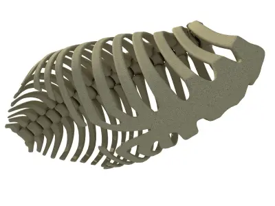 3D Animal Rib Cage 91 3D model