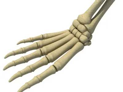 Mammal Scapula Skeleton  3D model