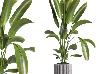 indoor plant 038 3D model