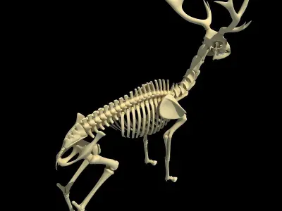 Realistic Deer Skeleton 3D model