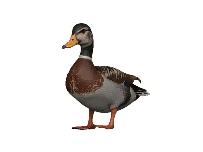 Duck-Duck Low-poly 3D model