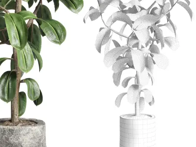 Ficus rubbery plant in stone vase  Indoor plant 263 3D model