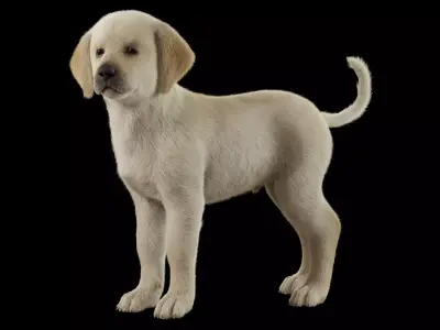 Realistic Labrador Puppy Baby 3D model
