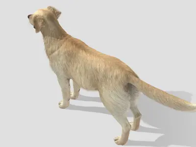 Dog - Golden Retriever Low-poly 3D model