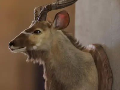 Kudu taxidermy animal 3D model