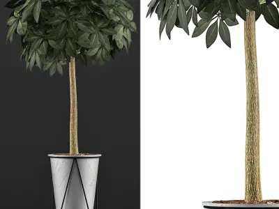 Plants Collection 81 3D model