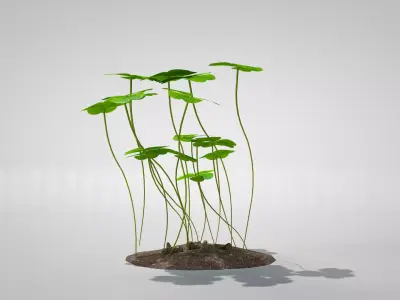 Plant Three-Leaf Clover 3D Model 3D model