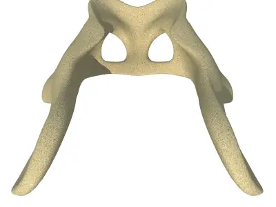 Anatomic Animal Pelvis 3D model