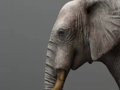 Animated Elephant 3D model Low-poly 3D model