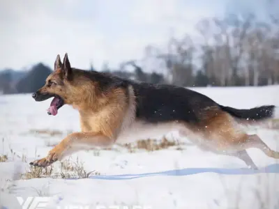 German Shepherd Animated 3D model