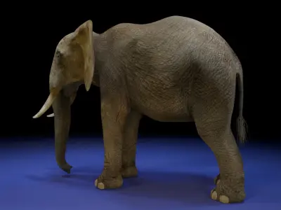 Photorealistic African Elephant 3D Model Low-poly 3D model