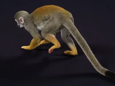 Squirrel Monkey Animated VFX Grace 3D model