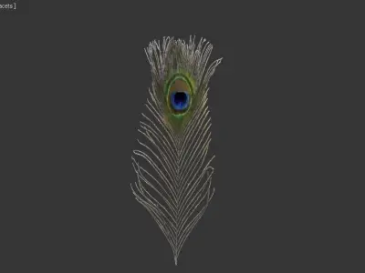 pecock feather 3D model
