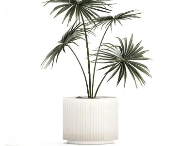 Beautiful fan palm in a flower pot for decoration 1282 3D model