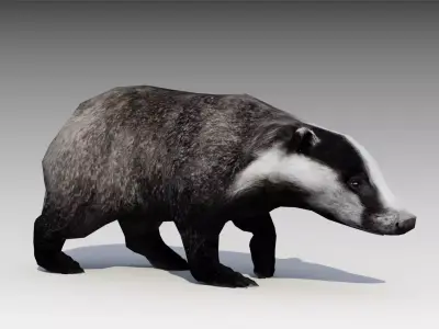 Badger Low-poly 3D model