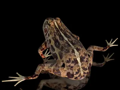 cascades frog Low-poly 3D model