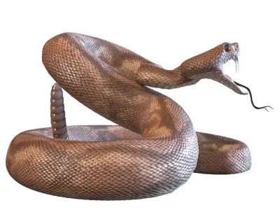 Rattlesnake snake 3D model