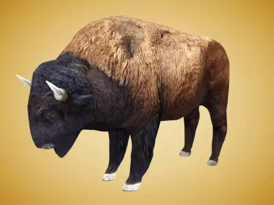 American Bison Buffalo Low-poly 3D model