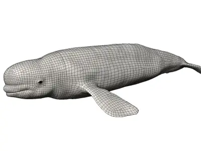 Beluga whale Low-poly 3D model