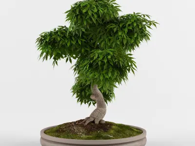 Bonsai Japanese Maple tree  3D model