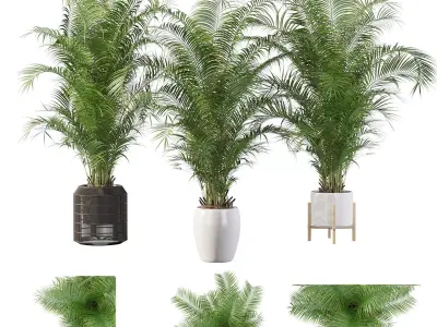 Areca Palm Pack 1 3D model