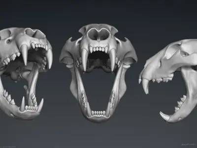 3D Lion Skull - Sculpture 3D model
