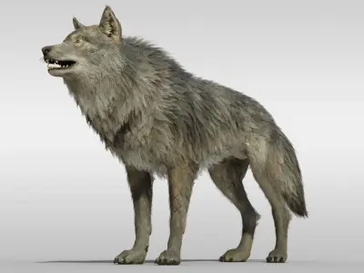 Wolf Realistic with fur and Rigged Low-poly 3D model