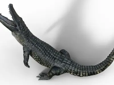Alligator 3D model