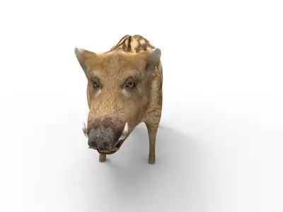 3d Boar Rigged and Animated model Low-poly 3D model