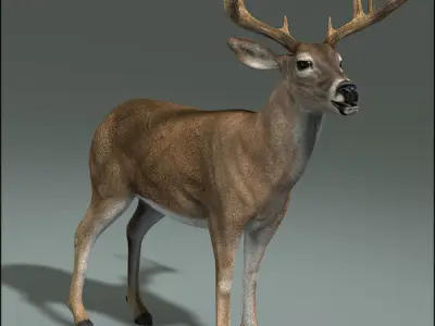 Deer ANIMATED 3D model