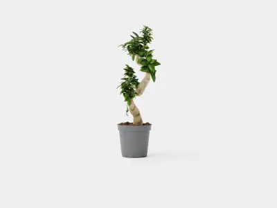 Ficus Microcarpa Ginseng Low-poly 3D model