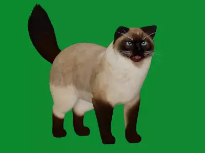 Ragdoll Cat Breed Low-poly 3D model