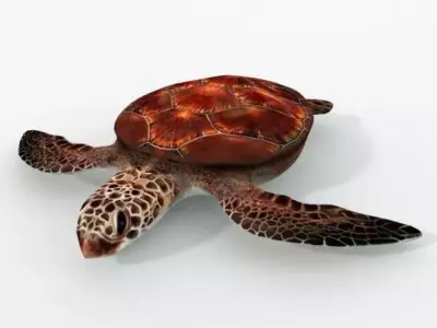 Green Turtle Low-poly 3D model