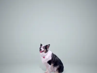 Sitting Dog Dog0003-HD2-P01-S 3D model