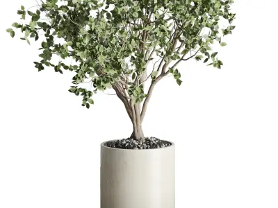 Ficus Benjamin tree  3D model